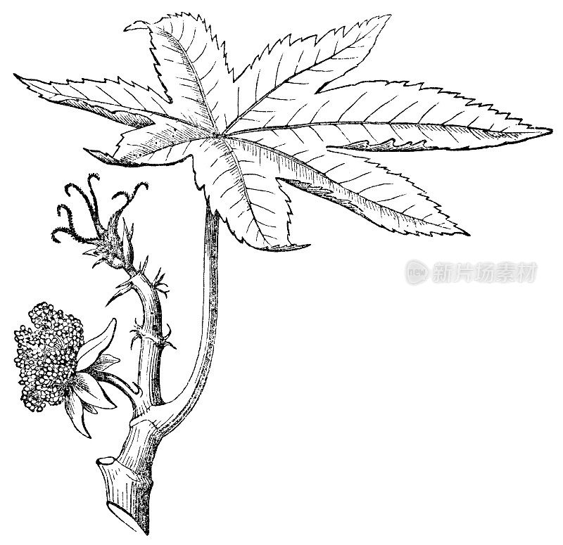 蓖麻(Ricinus Communis)雄花和雌花- 19世纪